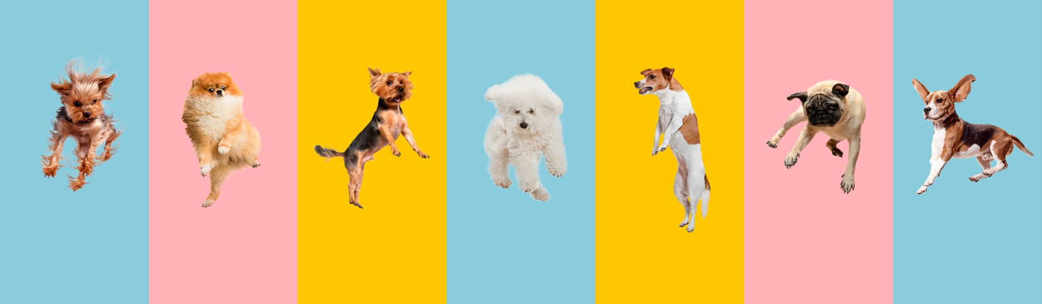 Dogs jumping in the air with colorful backgrounds.