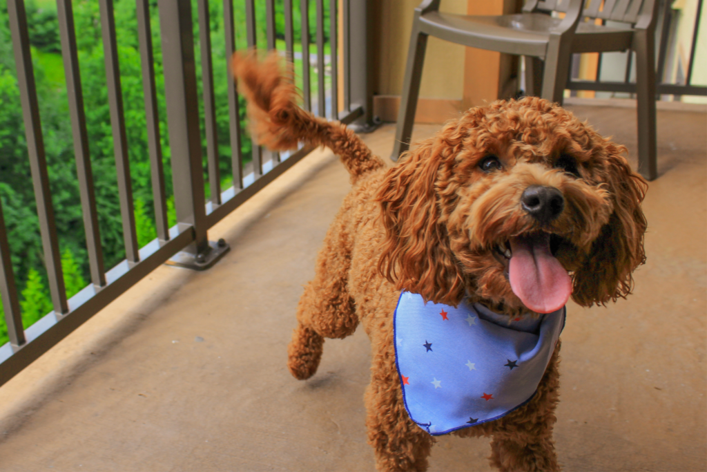 Pet Friendly Poconos Resort Camelback Mountain Pet Friendly Poconos Resort Camelback Mountain