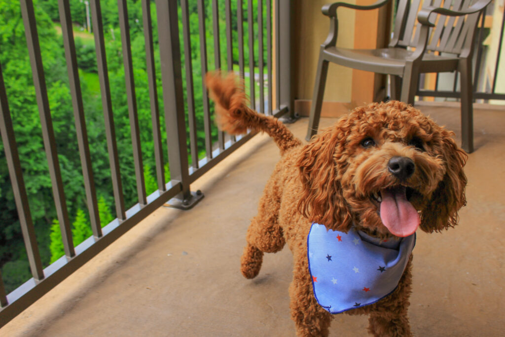 a dog on the balcony of pet-friendly Camelback Resort in the Poconos.