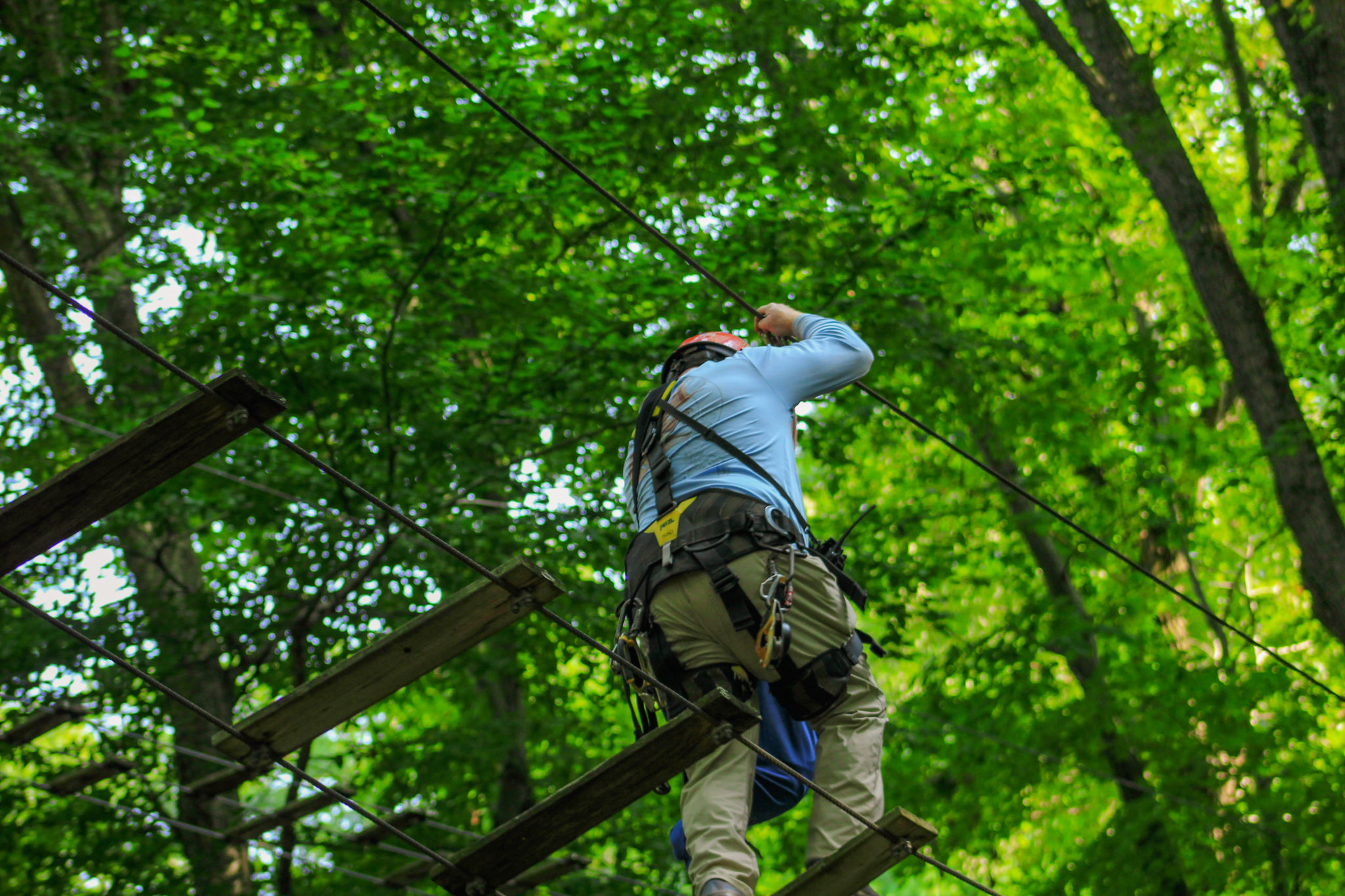 treetop